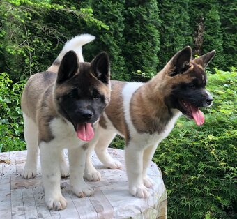 Americká Akita fenka s PP - 3