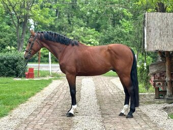 Jumping Horse Forsale - 3