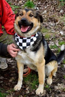 CHAMPUS K ADOPCI - 1 ROK, HODNÝ,SNÁŠENLIVÝ,VHODNÝ K DĚTEM - 3