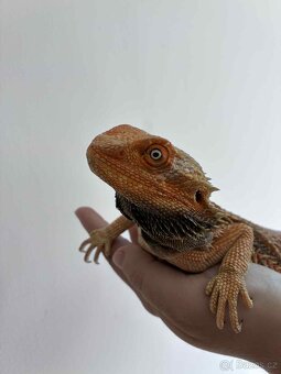 Agama vousatá samec - 3