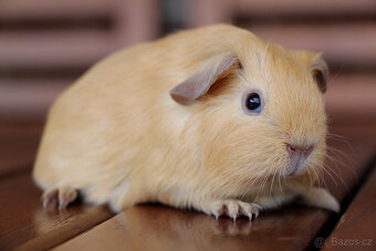 Morče, morčata, morčátko s PP - krátkosrstá - 3