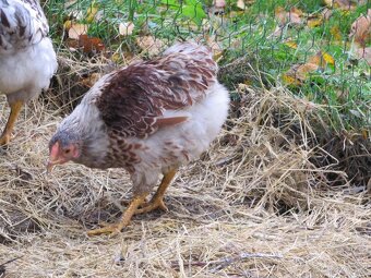 Wyandotka zdrobnělá zlatá bíle lemovaná - kohouti - 3