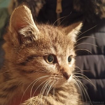 Koťátko Britská x - 3