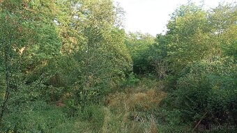 Prodej zahrady s chatkou, CP 1167 m², Sobotovice - 3