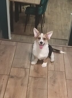 Welsh Corgi Pembroke FCI - 3