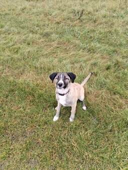 Prodám 6 měsíční štěně - 3