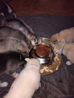 Rezervace husky štěňat - 3