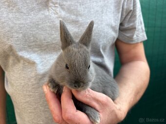 ♥️zakrslý králík - mimča již k odběru 🐰 - 3