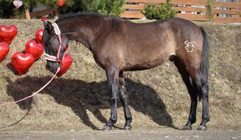 Černý andaluský PRE v Polsku valach - 3