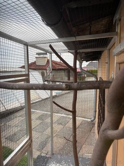 rýžovník šedý - 3