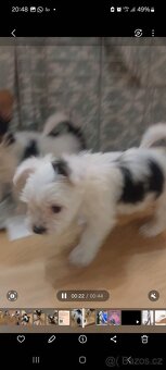 Biewerterier prodej - 3