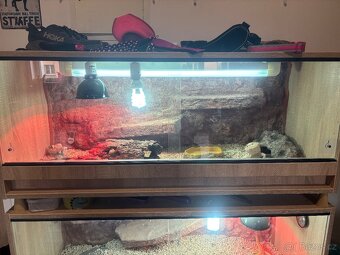 Agama samec zero + terárium - 3