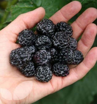 ČERNÁ MALINA - RUBUS OCCIDENTALIS "BLACK JEWEL" - 3