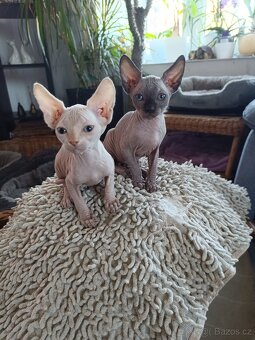 SPHYNX - 3