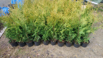 Thuje tuje tujky brabant 70-90cm - 3
