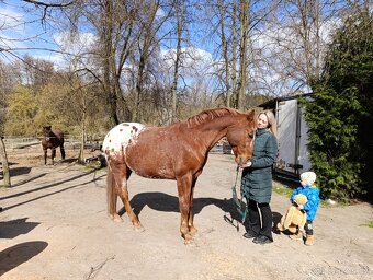 Valach Appaloosa - 3