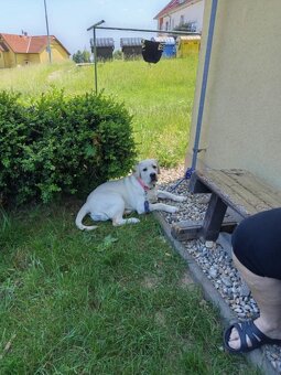 labrador Labradorský retrívr - 3