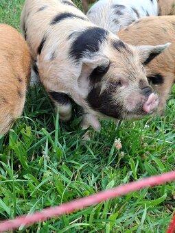 Kune Kune selata - 3
