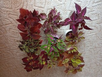 Africká barevná okrasná kopřiva - coleus - 3