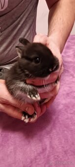 Zakrslý králík  samička - 3