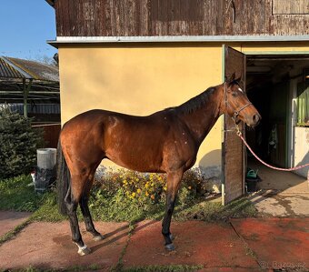 8letý valach  A1/1 - 3