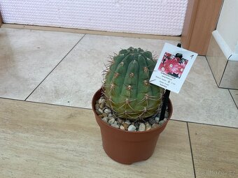 Kaktusy XXL Gymnocalycium - 3