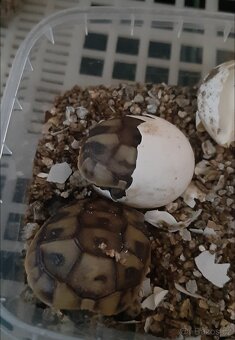 Želva zelenavá - 3