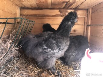 Kuřata hedvábničky velké vousaté - 3