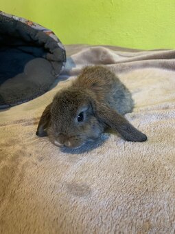 Zakrsly beran, kralik - 3