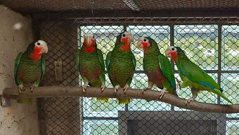 Amazoňan kubánský - 3