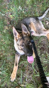 Německý ovčák štěně - 3