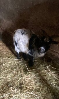 Samec lamy krotké - 3