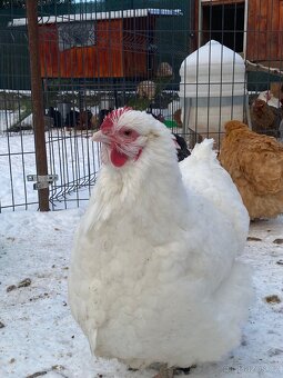 Orpingtonka velká bílá chovný kmen - 3