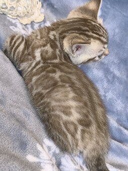 Bengálská kočka s Pp - 3