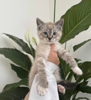Mainská mývalí X Ragdoll - 3