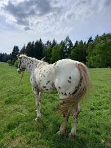 Appaloosa/Quarter horse - 3