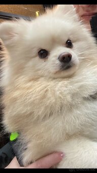Pomeranian Spitz – Dion, 3 roky - 3
