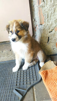kolie - 3
