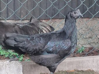 Slepička Ayam Cemani (Cemanská slepice) - 3