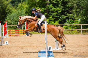 Pony valach B (148 cm) - 3