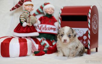 Miniaturní americký ovčák - 3