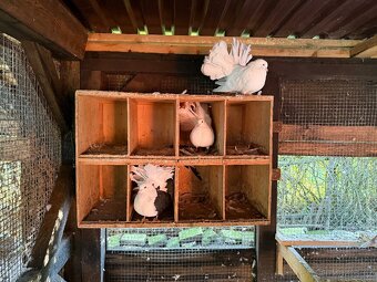 Anglický pávik - 3