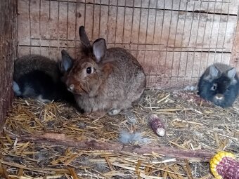 zakrslí králíčci - 3