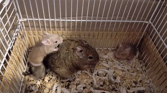 Osmák Degu - 3