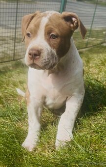 American Bully XL - 3