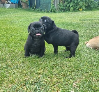 Mops - 3