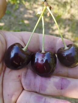 Třešně na kvas (pálení) - 3