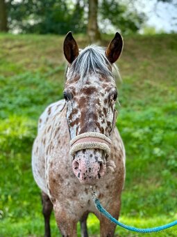 Apaloosa pony - 3