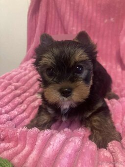 Jorkšírský teriér - 3