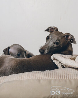 Italský chrtík s PP - 3